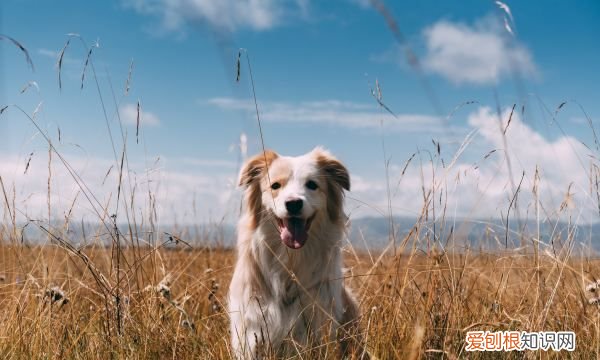 怎么给狗狗指甲止血，狗狗脚趾甲流血怎么办