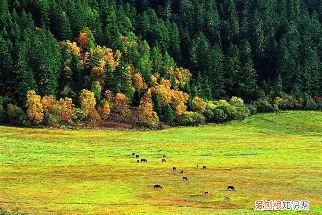 云南旅游普达措国家公园