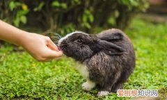 兔子的同类是什么动物，兔子和老鼠是一类动物吗