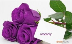 紫玫瑰代表什么意思，紫玫瑰花代表什么意思