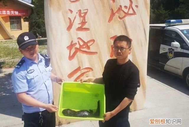 野生娃娃鱼是国家几级保护动物,野生小娃娃鱼是国家几级保护动物