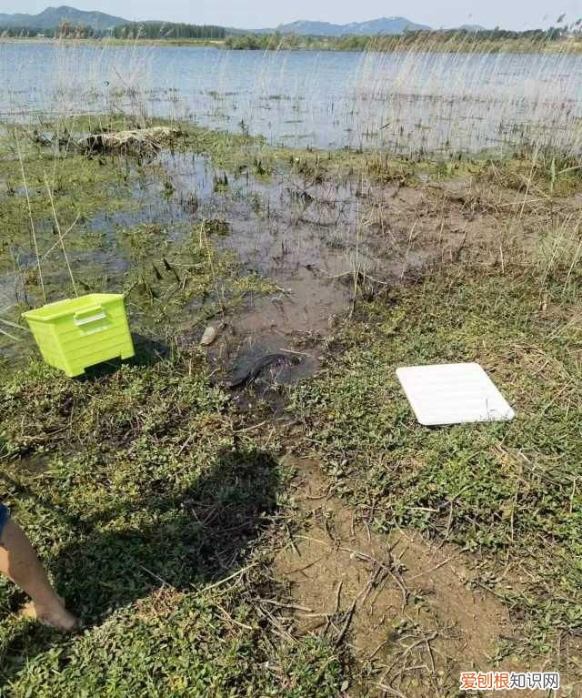 野生娃娃鱼是国家几级保护动物,野生小娃娃鱼是国家几级保护动物