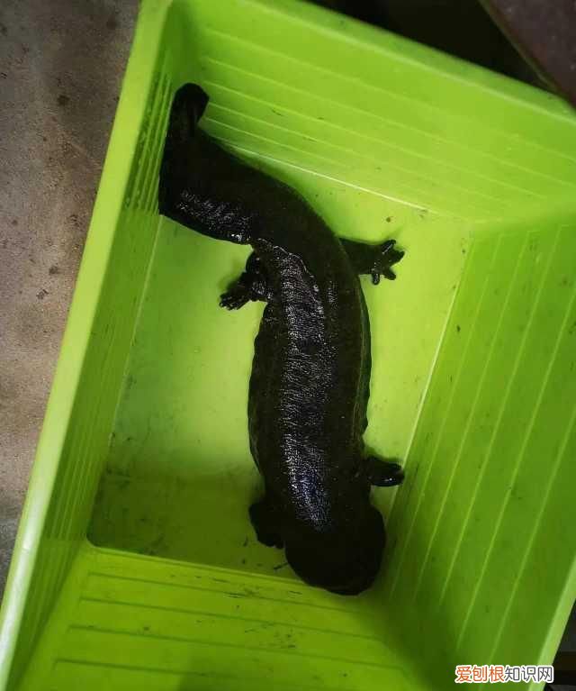 野生娃娃鱼是国家几级保护动物,野生小娃娃鱼是国家几级保护动物