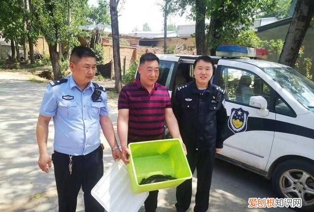 野生娃娃鱼是国家几级保护动物,野生小娃娃鱼是国家几级保护动物