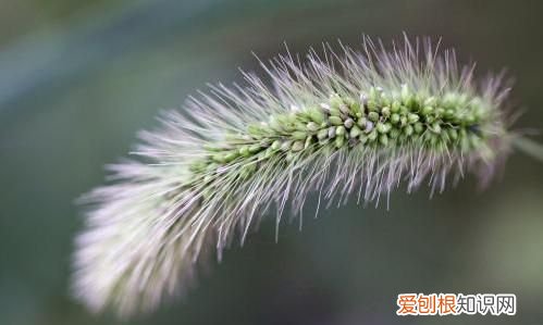 尖尾巴植物，尾巴植物学家称它为