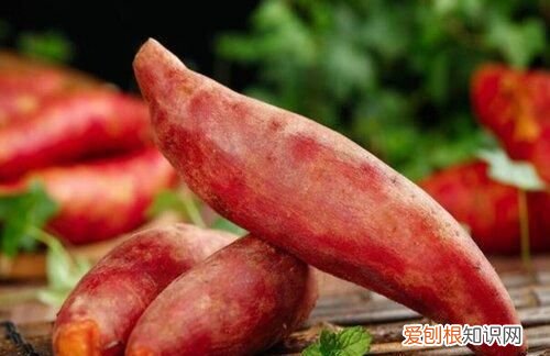 红薯藤冬天怎么过冬，红薯怎么储存过冬不会坏
