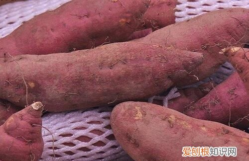 红薯藤冬天怎么过冬，红薯怎么储存过冬不会坏