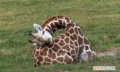 长颈鹿每天的睡眠时间大约是