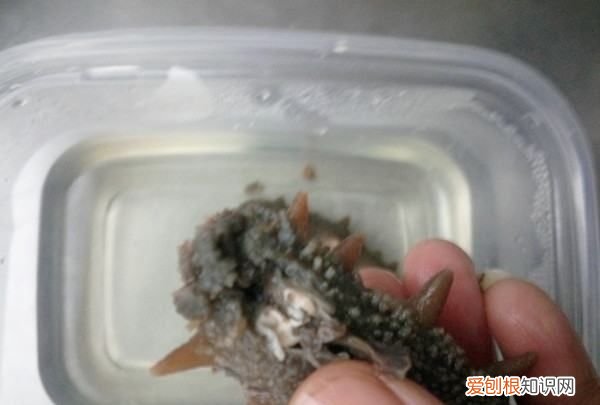 海参炖鸡的做法，海参可以炖鸡吃吗