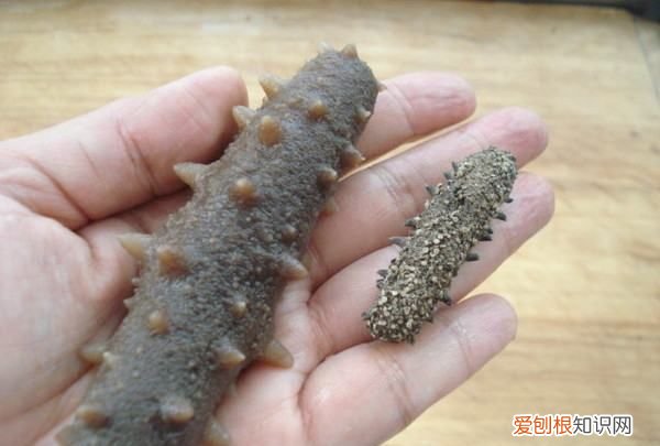 海参炖鸡的做法，海参可以炖鸡吃吗