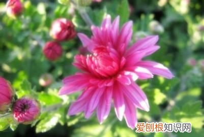 什么手有余香，“予人玫瑰手有余香”到底出自哪里