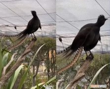 澳大利亚国鸟&#8212;琴鸟