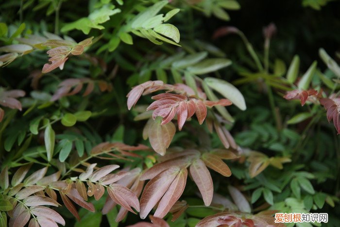 腾龙SP2470G2评测