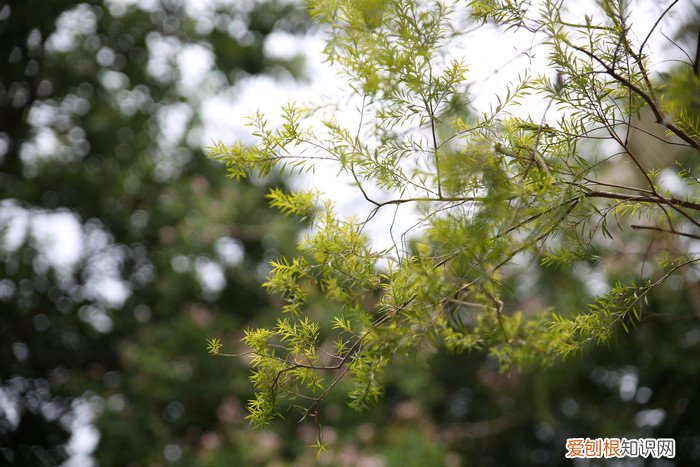 腾龙SP2470G2评测