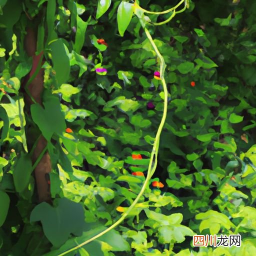 灌木cad怎么画 cad藤本植物 如何表达