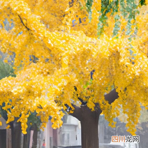 山东3公分银杏树什么价格？