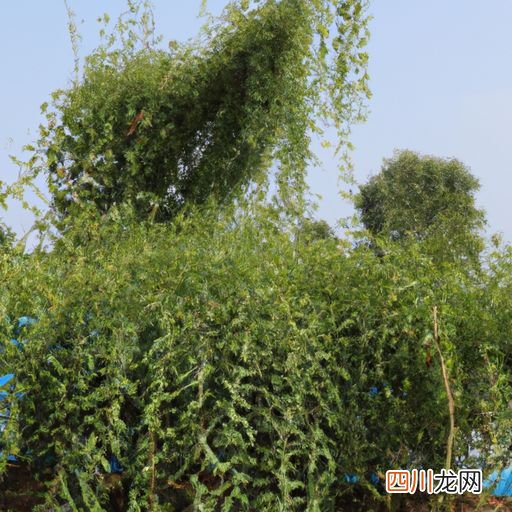 温州平阳县哪里有种植龙柳的 温州平阳县哪里有种植龙柳？