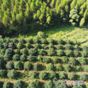 桧柏树苗价格 获嘉县哪个苗圃有卖蜀桧柏？