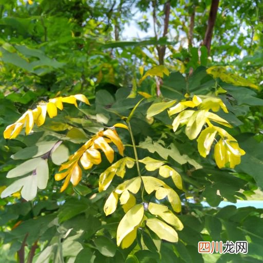 国槐每亩栽多少棵 金叶槐一亩地种多少株合适？