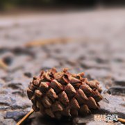 黑松胸径15--20公分的价格 10cm米径的黑松多少钱？