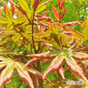 五角枫种子一斤多少粒 五角枫子多少钱一斤哪里有卖？