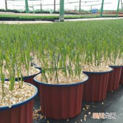 栽麦冬草每平米多少钱 麦冬草价格种植每平方多少钱？