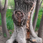 百年老沙朴树树干中空怎么办？