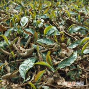 油茶树树叶出现枯红 油茶苗突然叶子落尽是什么原因？