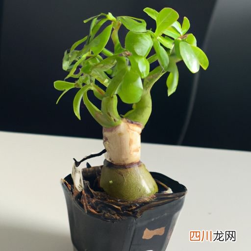 30公分榉树要长多少年 米径10cm的榉树多少年培养？
