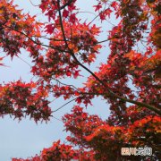 上海市中英文核酸检测机构 潍坊市哪里有米径3公分的五角枫？
