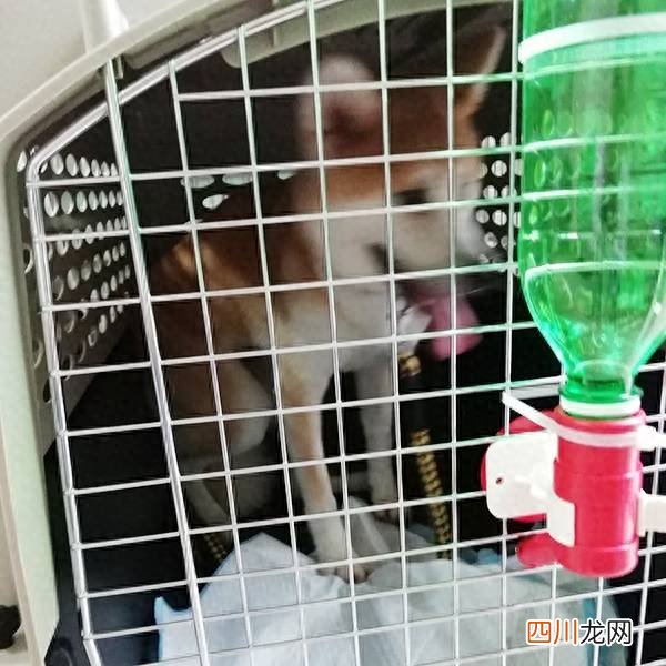 国内宠物托运流程 飞机托运宠物怎么办理