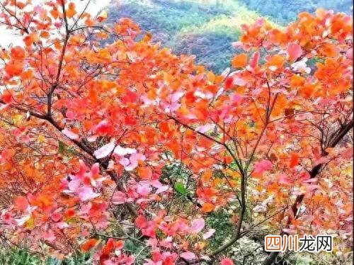 嘉陵江有关典故 嘉陵江畔是什么意思