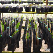 胡蝶兰养殖方法