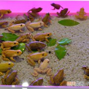 角蛙的饲养方式 角蛙的养殖方法