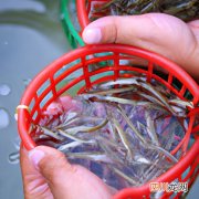 带子怎么做? 带子的养殖方法