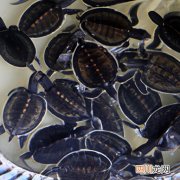 佛鳄龟用什么环境养 佛鳄龟养殖方法