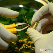 鳗鱼的养殖技术 金鳗虫养殖方法