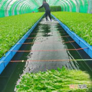 金针菜栽培技术 金针菜养殖方法