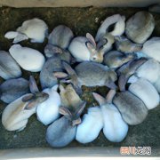 家兔的养殖技术要点 灰兔的养殖方法