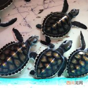 墨乌龟怎么养 半墨龟养殖方法