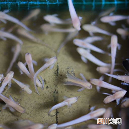 白掌养殖技术 大白掌养殖方法