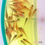露草怎么养 原露养殖用方法