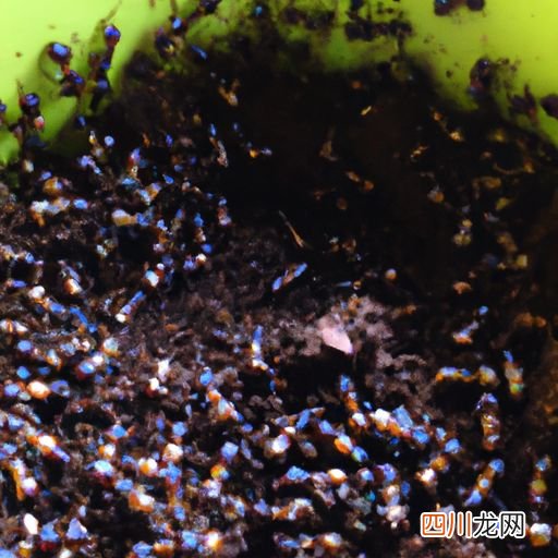 河蚌养殖方法 三角蚌养殖方法