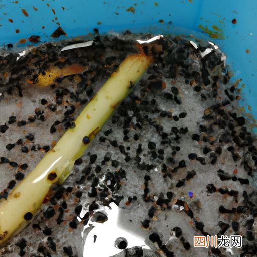 蚰蜒能养吗 蚰蜒的养殖方法