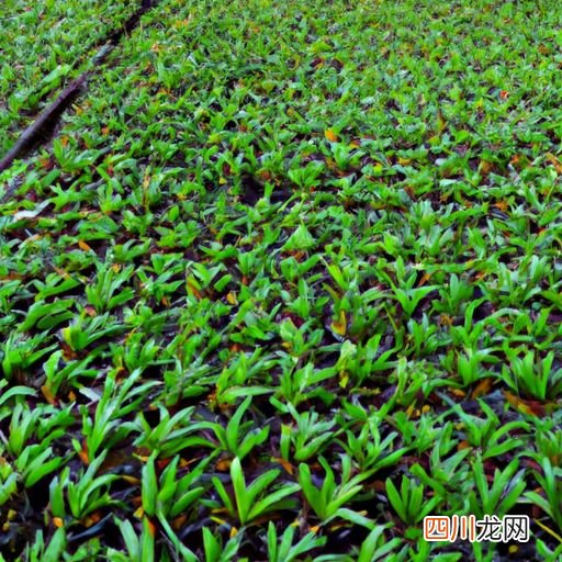 石斜兰花谢了什么养 石斜兰养殖方法