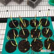 家养春兰的养殖方法 春兰养殖的方法