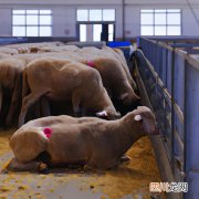 劳尔多肉怎么种植 肉劳尔养殖方法