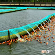 养殖水蛭做什么用 用水蛭养殖方法