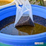 黑香米营养 黑香米养殖方法