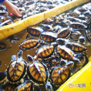 菜龟用放水养吗 菜龟的养殖方法
